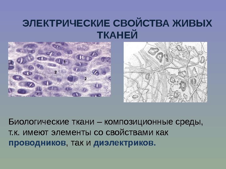 ЭЛЕКТРИЧЕСКИЕ СВОЙСТВА ЖИВЫХ ТКАНЕЙ Биологические ткани – композиционные среды,  т. к. имеют элементы