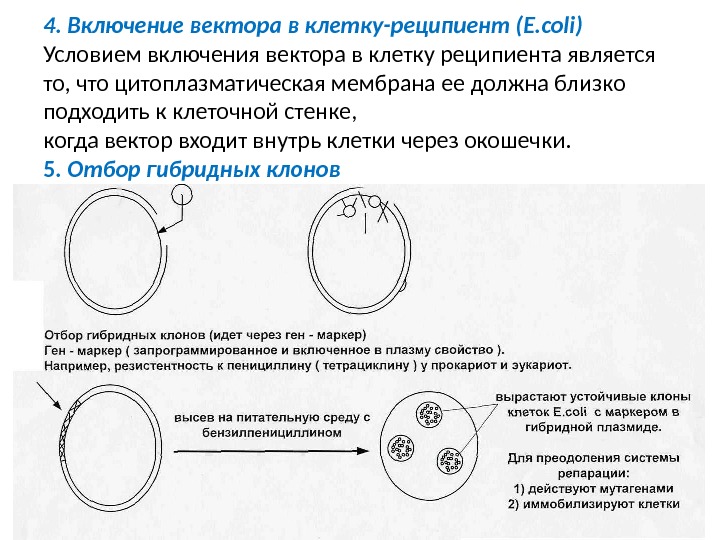 4. Включение вектора в клетку-реципиент (Е. coli) Условием включения вектора в клетку реципиента является