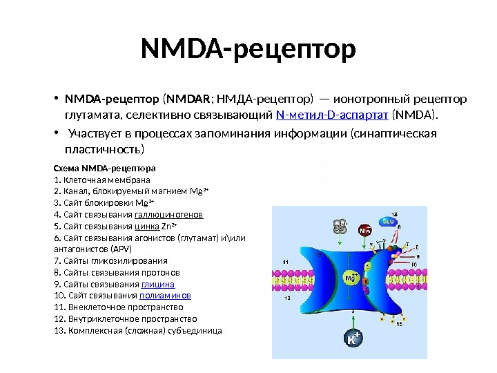 NMDA-рецептор • NMDA-рецептор ( NMDAR ; НМДА-рецептор) — ионотропный рецептор глутамата, селективно связывающий N-метил-D-аспартат
