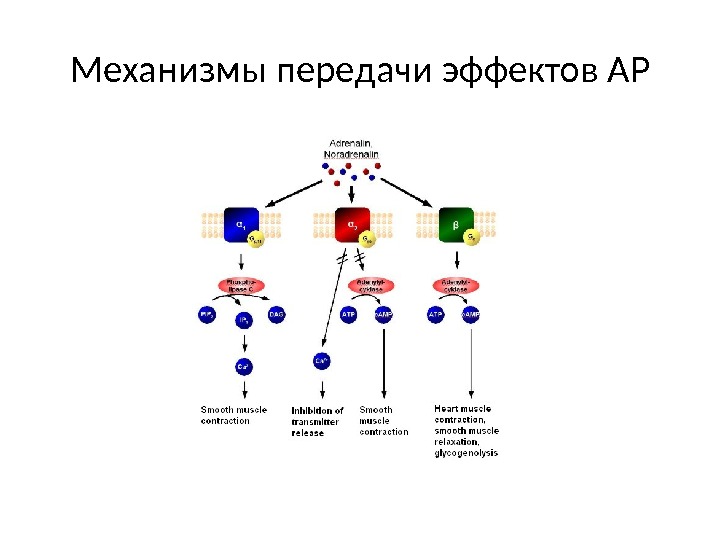 Механизмы передачи эффектов АР 