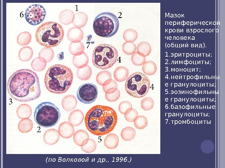 Мазок периферической крови взрослого человека (общий вид). 1. эритроциты;  2. лимфоциты;  3.