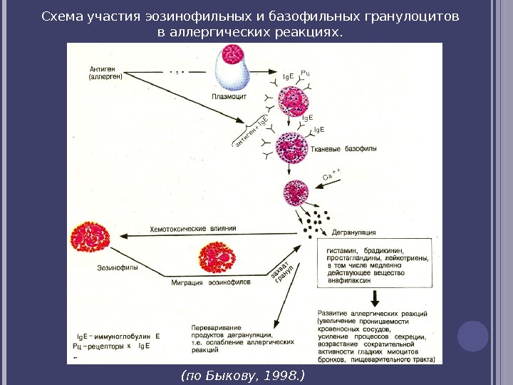 Схема участия эозинофильных и базофильных гранулоцитов в аллергических реакциях.  (по Быкову, 1998. )