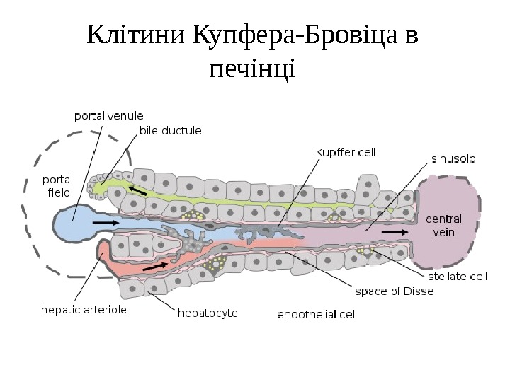 Клітини Купфера-Бровіца в печінці 