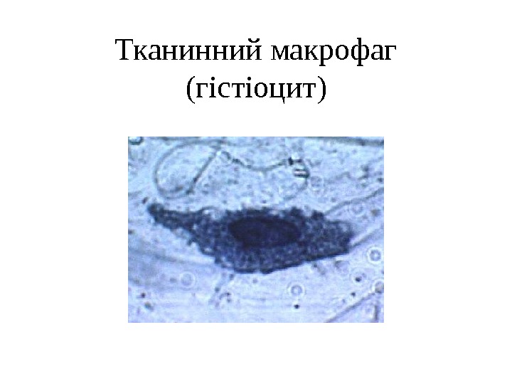 Тканинний макрофаг (гістіоцит) 