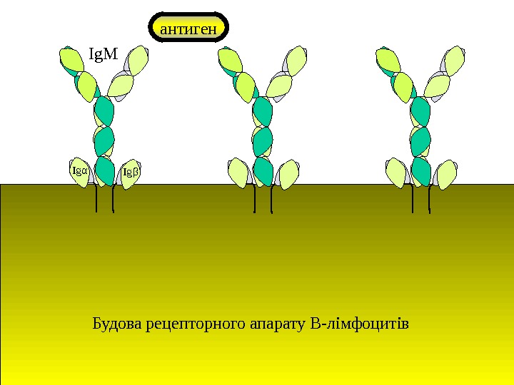 Ig. M Ig α Ig β антиген Будова рецепторного апарату В-лімфоцитів 