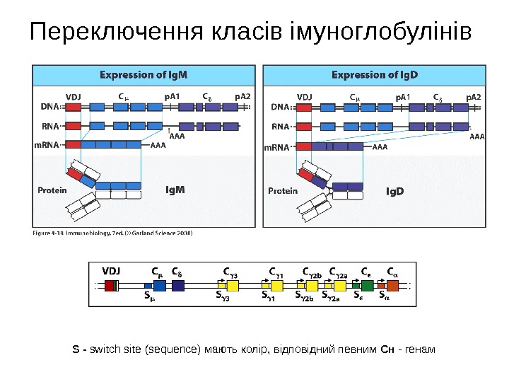 Переключення класів імуноглобулінів  S  -  switch site ( sequence) мають колір,