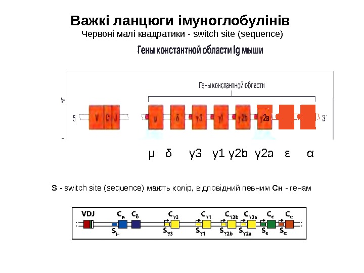 Важкі ланцюги імуноглобулінів  Червоні малі квадратики  - switch site ( sequence) 