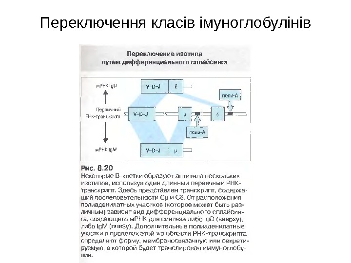 Переключення класів імуноглобулінів 