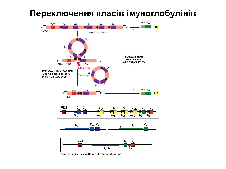 Переключення класів імуноглобулінів 