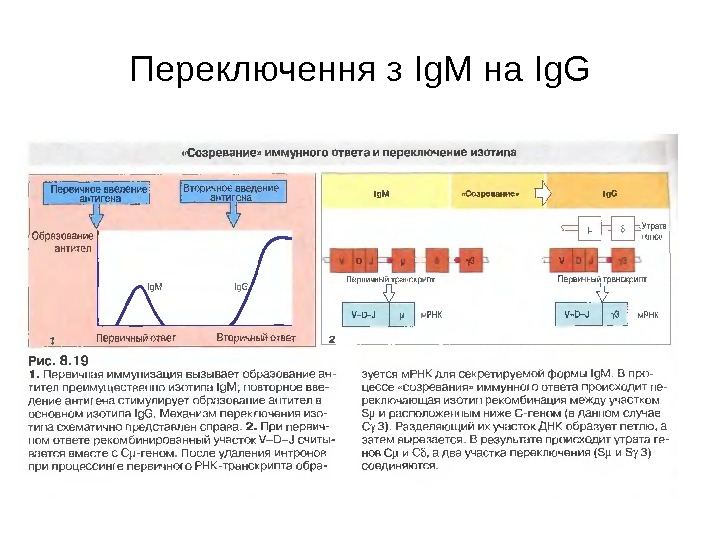 Переключення з Ig. M на Ig. G 