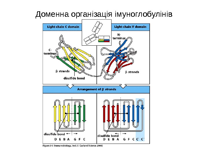 Доменна організація імуноглобулінів 