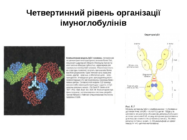 Четвертинний рівень організації імуноглобулінів 