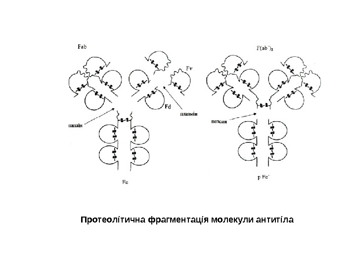  Протеолітична фрагментація молекули антитіла 