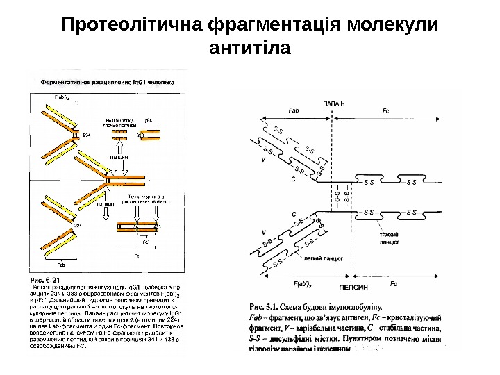 Протеолітична фрагментація молекули антитіла 