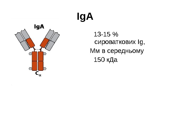 Ig А 13 -15  сироваткових І g,  Мм в середньому 150 к.