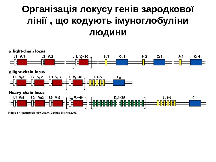 Організація локусу генів зародкової лінії , що кодують імуноглобуліни людини 