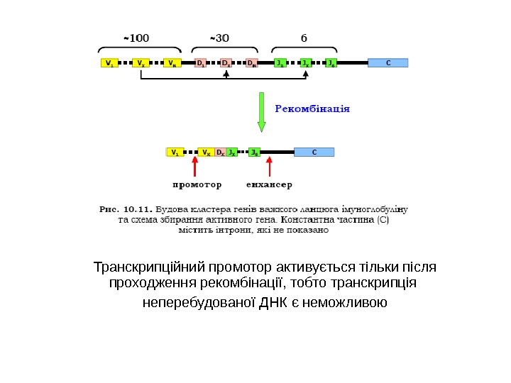  Транскрипційний промотор активується тільки після проходження рекомбінації, тобто транскрипція  неперебудованої ДНК є