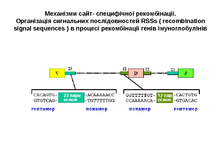 Механізми сайт- специфічної рекомбінації. Організація сигнальних послідовностей RSS s ( recombination signal sequences 