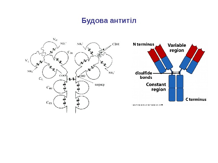 Будова антит і л 