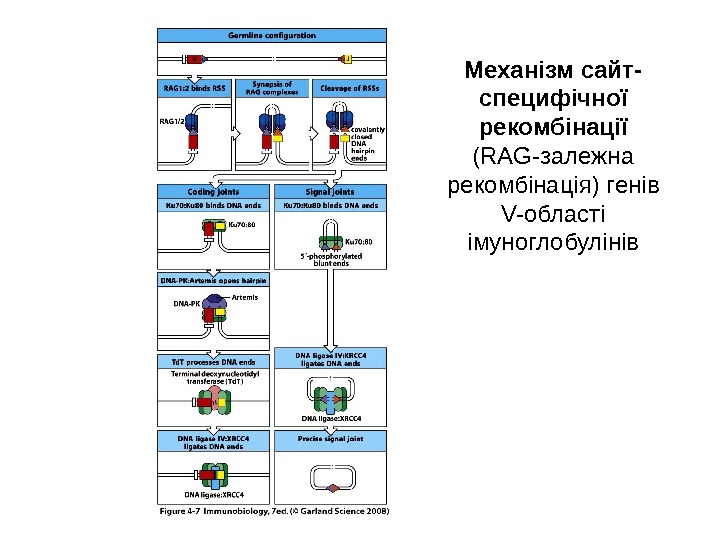Механізм сайт- специфічної рекомбінації  (RAG- залежна рекомбінація ) генів V- області імуноглобулінів 