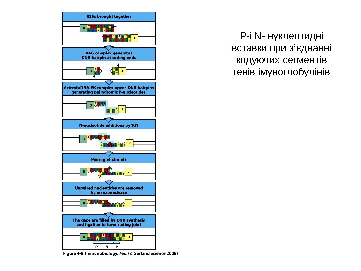 P - i N- нуклеотидні вставки при з ’ єднанні кодуючих сегментів генів імуноглобулінів
