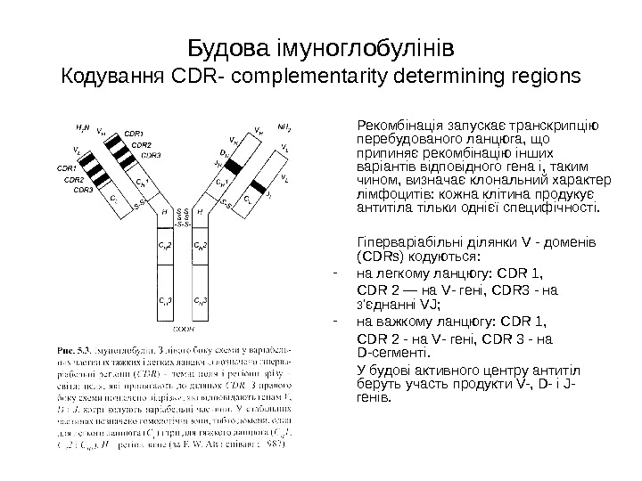 Будова імуноглобулінів Кодування CDR-  complementarity determining regions  Рекомбінація запускає транскрипцію перебудованого ланцюга,