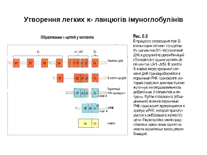 Утворення легких κ - ланцюгів імуноглобулінів 