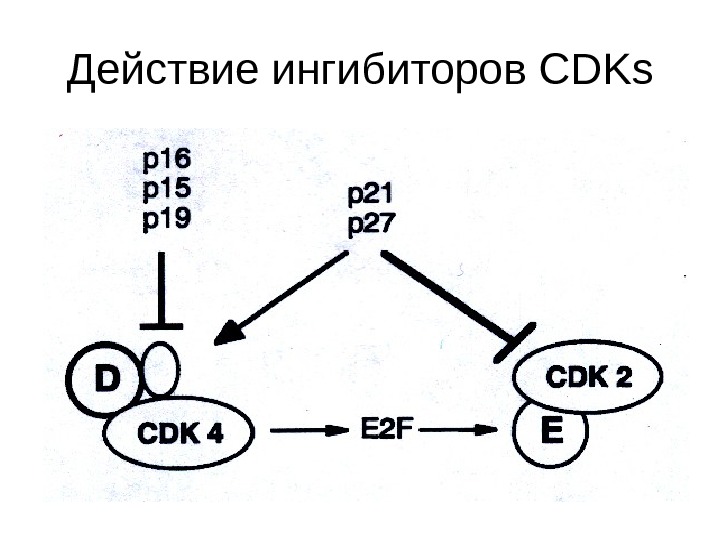   Действие ингибиторов CDKs 