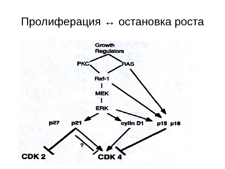   Пролиферация ↔ остановка роста 