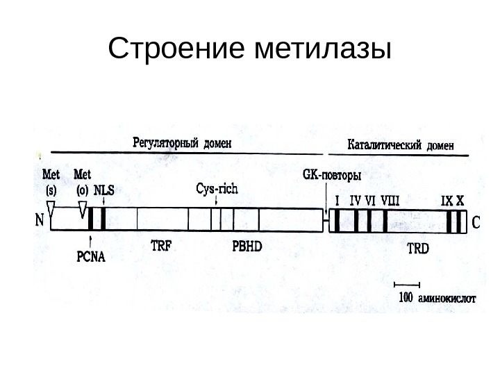   Строение метилазы 