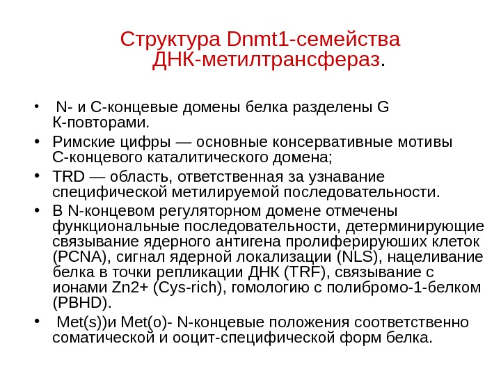   Структура Dnmt 1 -семейства ДНК-метилтрансфераз.  •  N - и С-концевые