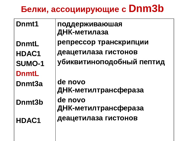   Белки, ассоциирующие с Dnm 3 b  Dnmt 1 Dnmt. L HD