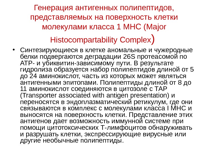   Генерация антигенных полипептидов,  представляемых на поверхность клетки молекулами класса 1 МНС