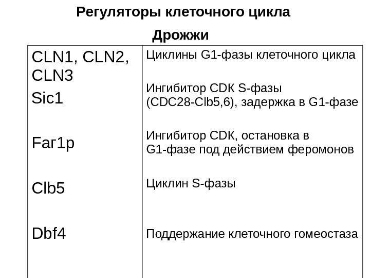   Регуляторы клеточного цикла Дрожжи  CLN 1,  CLN 2,  CLN