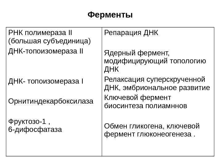   Ферменты РНК полимераза II  (большая субъединица) ДНК-топоизомераза II ДНК- топоизомераза I