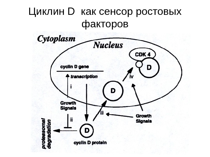   Циклин D как сенсор ростовых факторов 