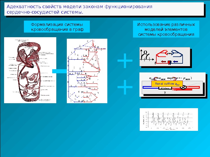 Адекватность свойств модели законам функционирования сердечно-сосудистой системы. Q t + + Kidne y. Renal