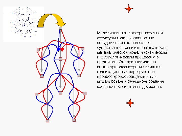 Моделирование пространственной структуры графа кровеносных сосудов человека позволяет существенно повысить адекватность математической модели физическим