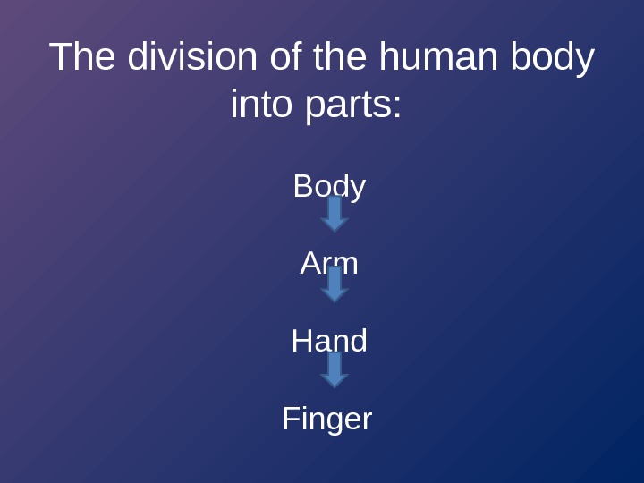 The division of the human body into parts:  Body Arm Hand Finger 