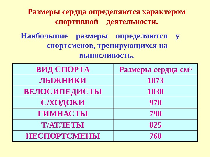 Размеры сердца определяются характером спортивной  деятельности. Наибольшие  размеры  определяются  у