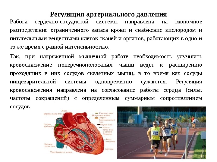Регуляция артериального давления Работа сердечно-сосудистой системы направлена на экономное распределение ограниченного запаса крови и