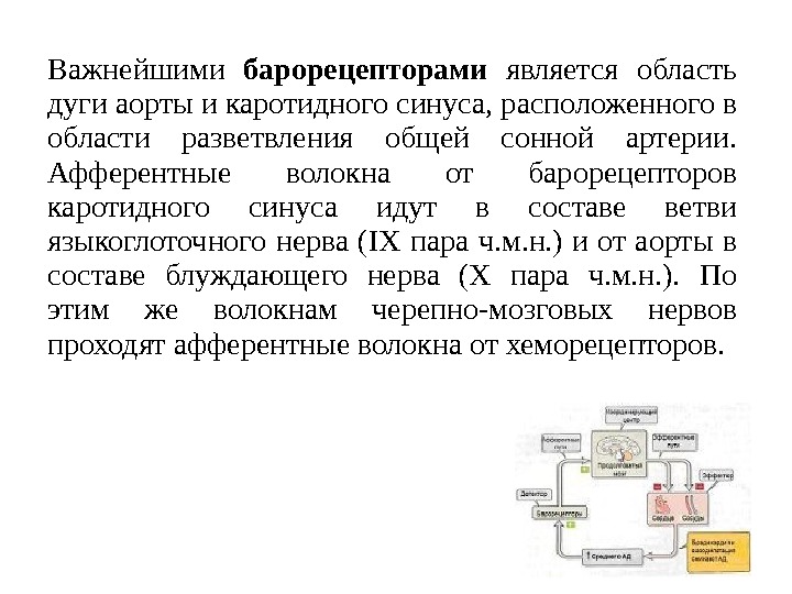 Важнейшими барорецепторами  является область дуги аорты и каротидного синуса, расположенного в области разветвления