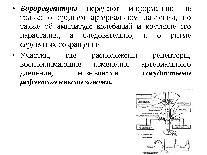  • Барорецепторы передают информацию не только о среднем артериальном давлении,  но также