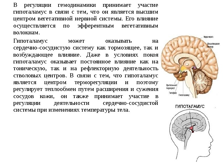 В регуляции гемодинамики принимает участие гипоталамус в связи с тем,  что он является