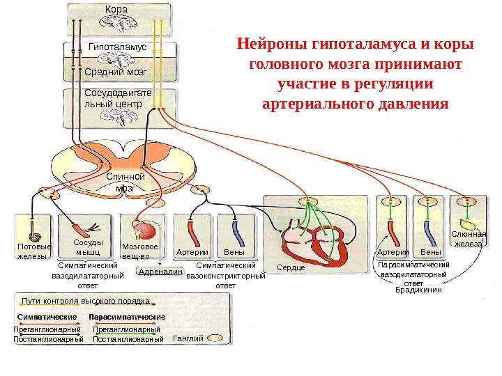 Кора Гипоталамус Средний мозг Сосудодвигате льный центр Спинной мозг Адреналин. Мозговое вещ-во. Потовые железы