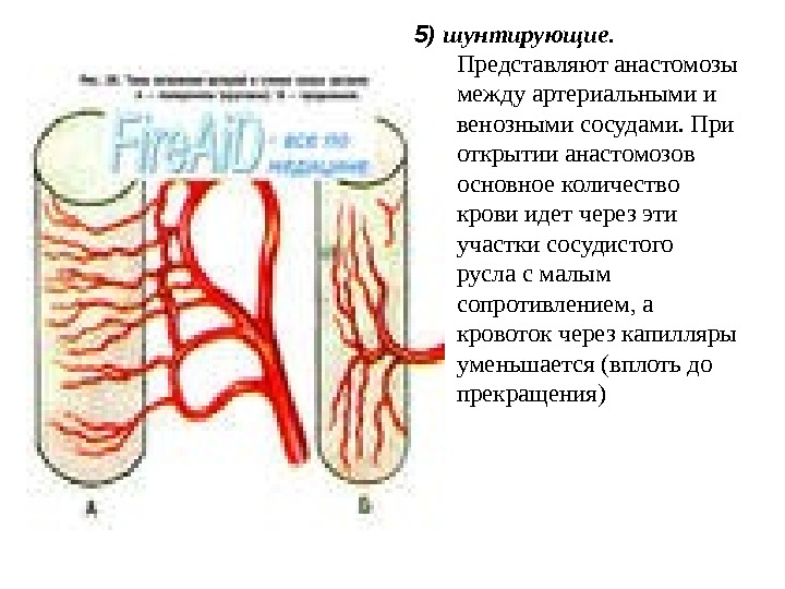  5 ) шунтирующие.  Представляют анастомозы между артериальными и венозными сосудами. При открытии