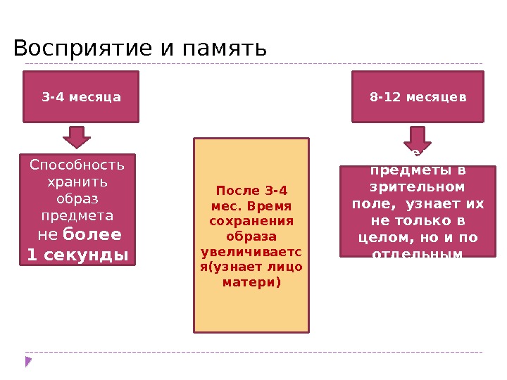 3 -4 месяца Способность хранить образ предмета  не  более 1 секунды После