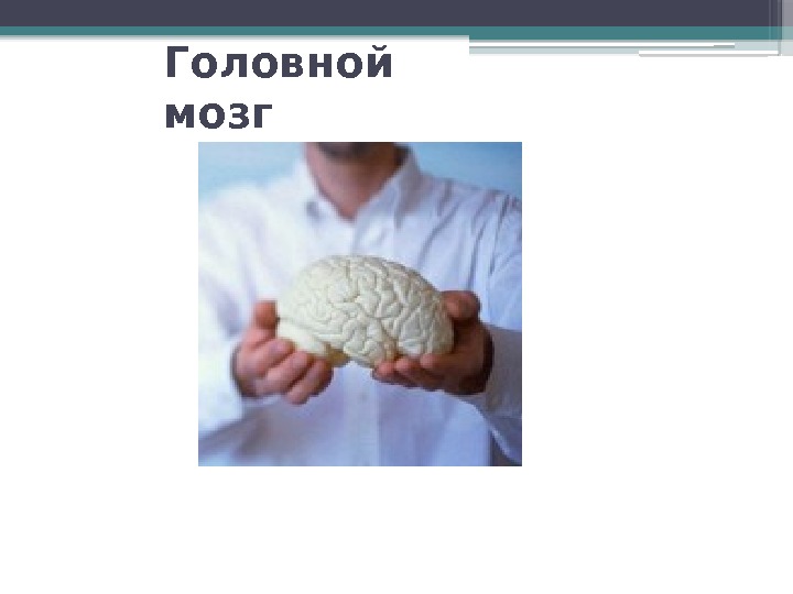 Головной мозг    
