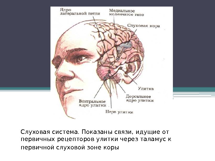 Слуховая система. Показаны связи, идущие от первичных рецепторов улитки через таламус к первичной слуховой