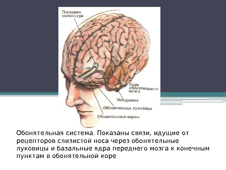 Обонятельная система. Показаны связи, идущие от рецепторов слизистой носа через обонятельные луковицы и базальные